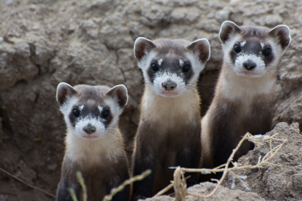 Black-Footed Ferret