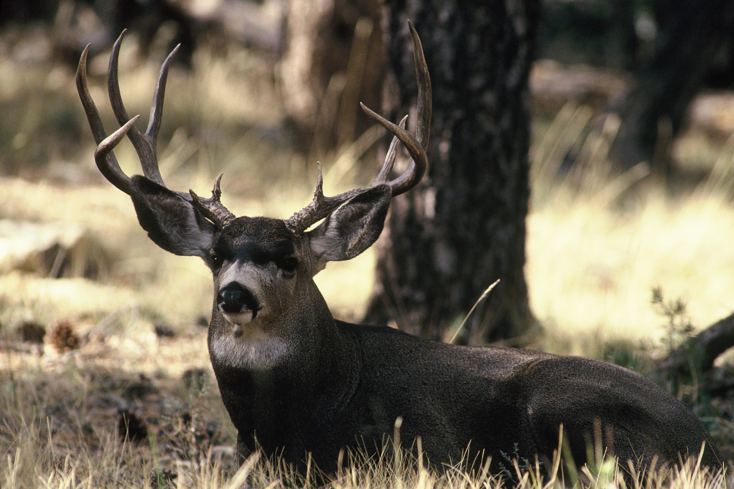 Presented by the WAFWA Mule Deer Working Group to individuals in recognitio...