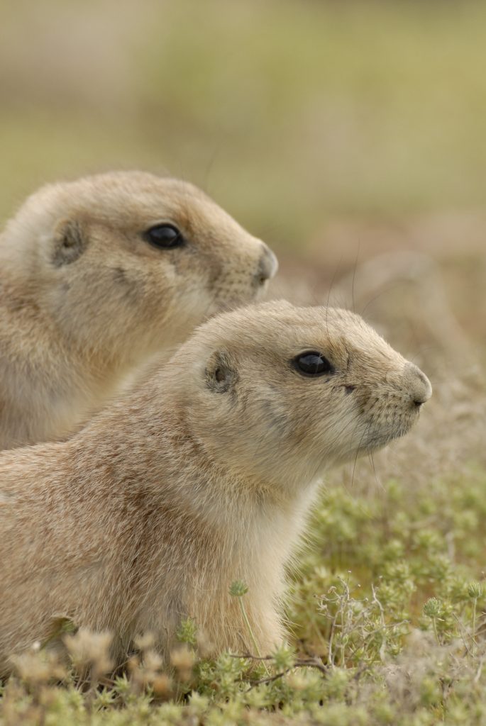 Prairie Dog