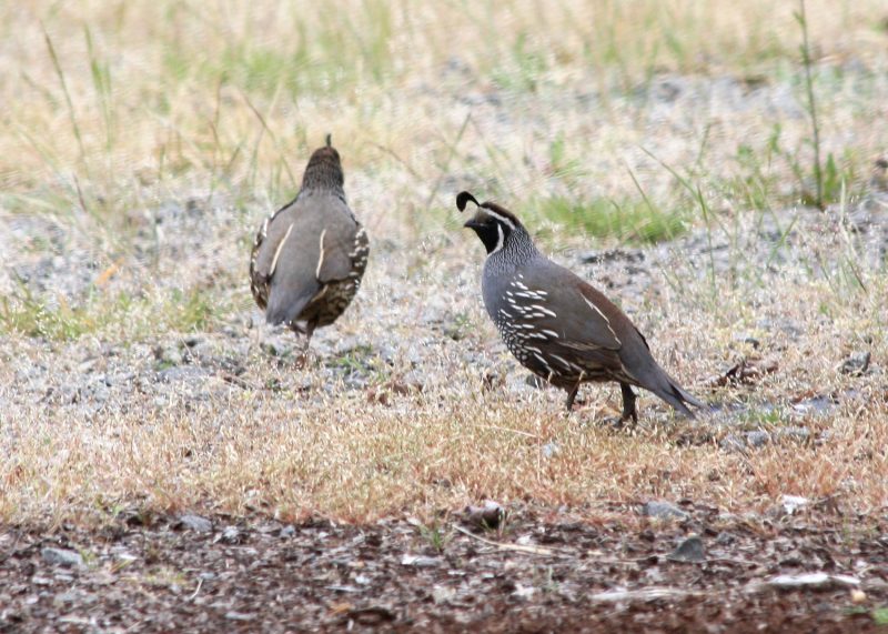Western Quail Working Group – WAFWA