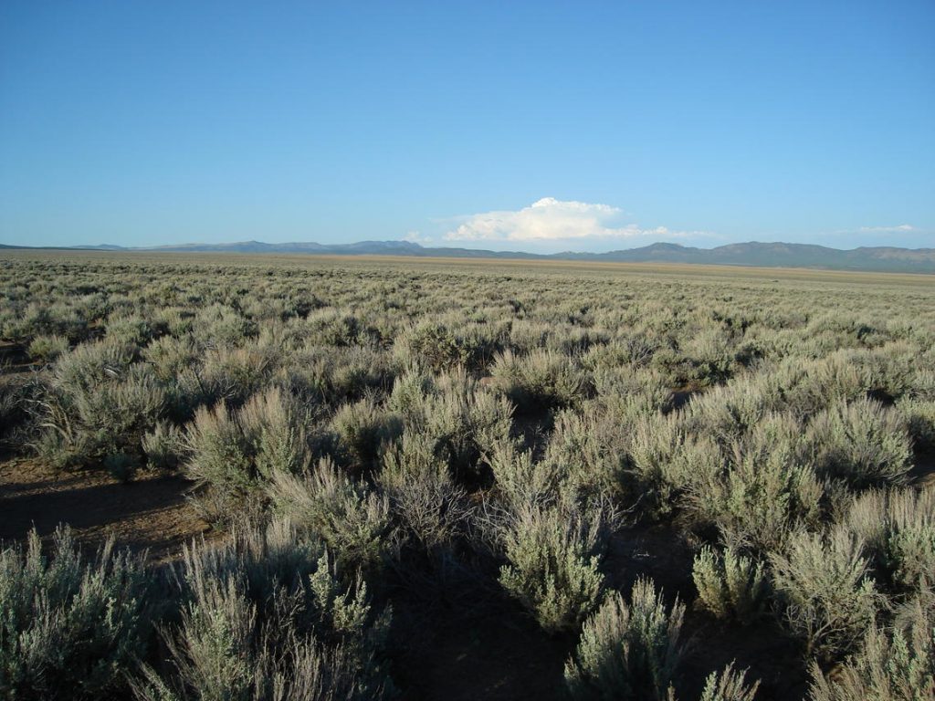 Big sagebrush near Parawon, UT