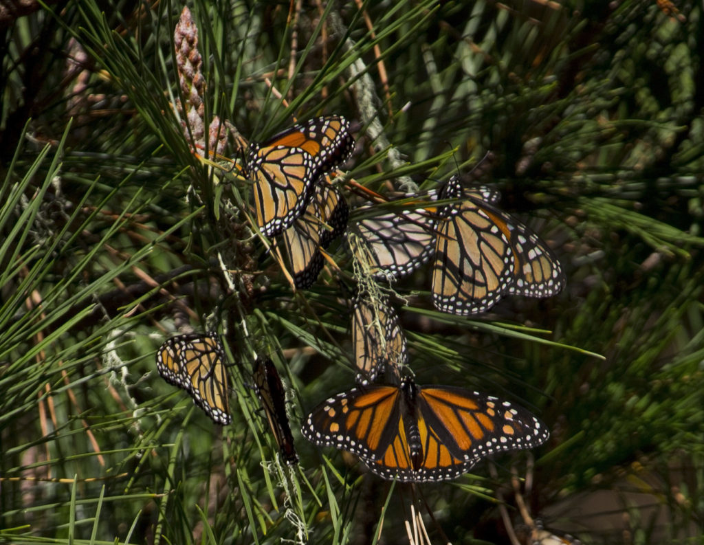Western Monarch Butterfly