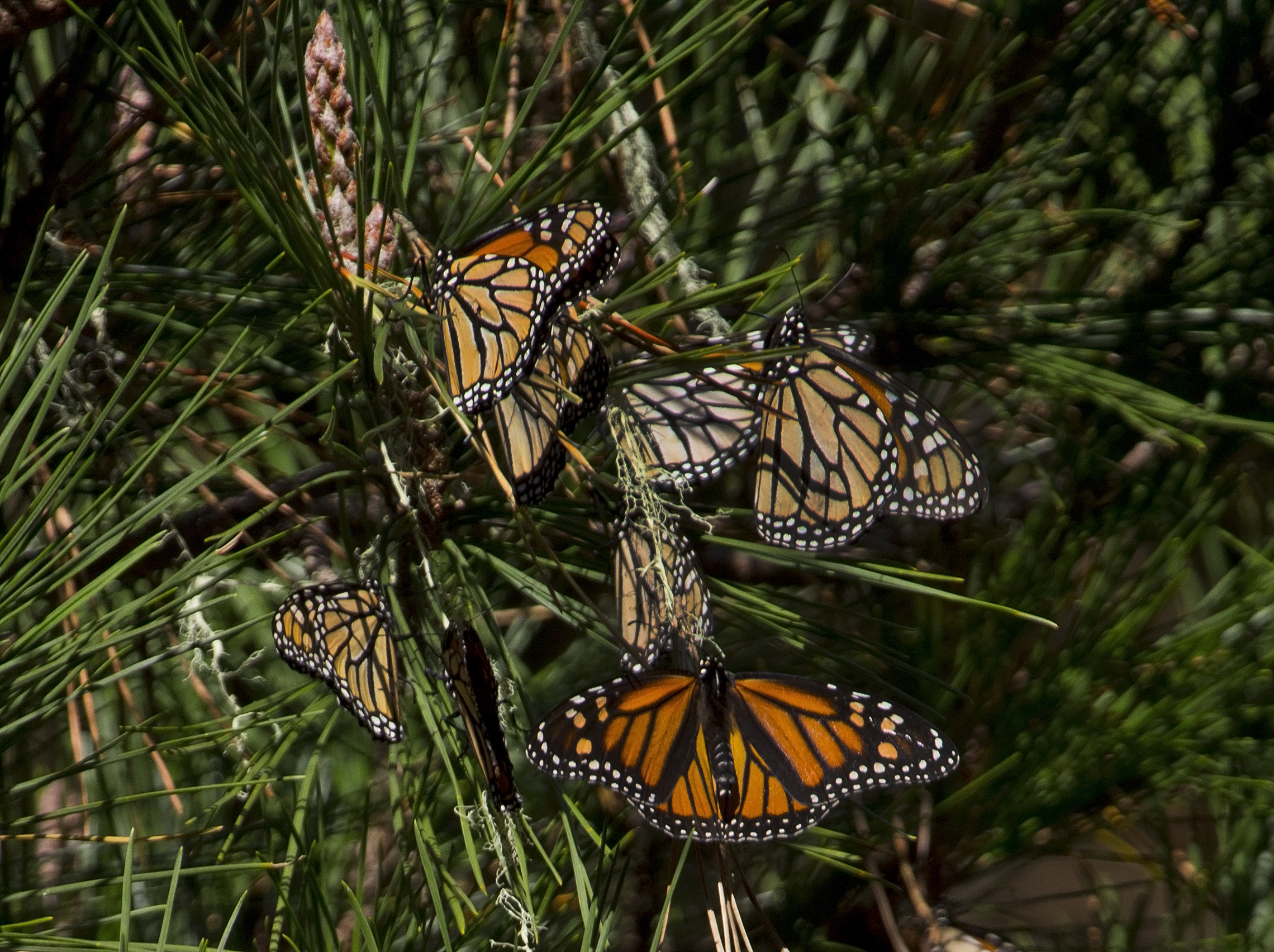 Western Monarch Butterfly