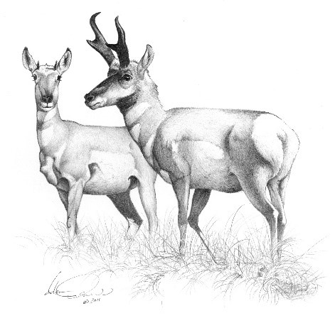 Pronghorn Antelope