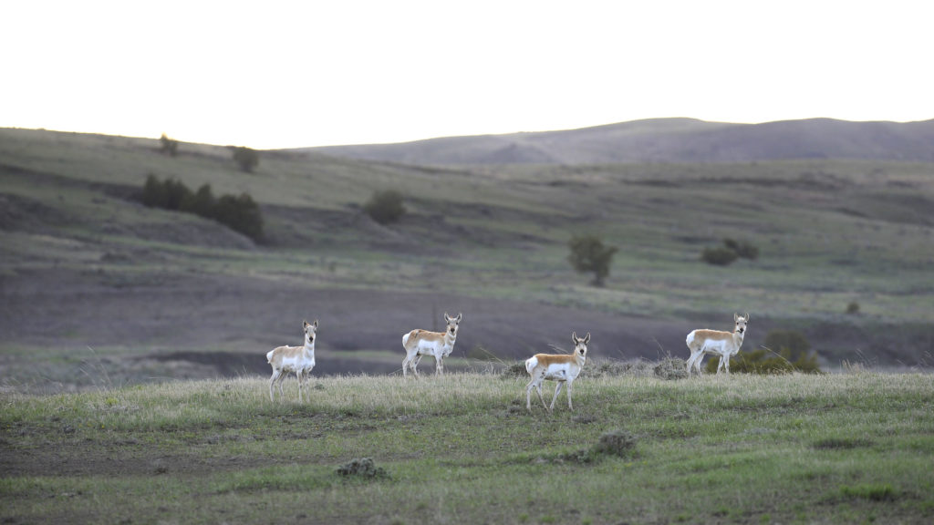four pronghorn stand broadside with heads facing viewer. Green grassy hills extend into the horizon.