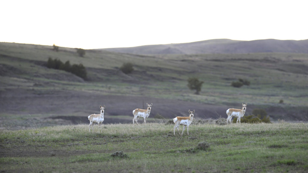 How to Conserve Wildlife Migrations in the American West