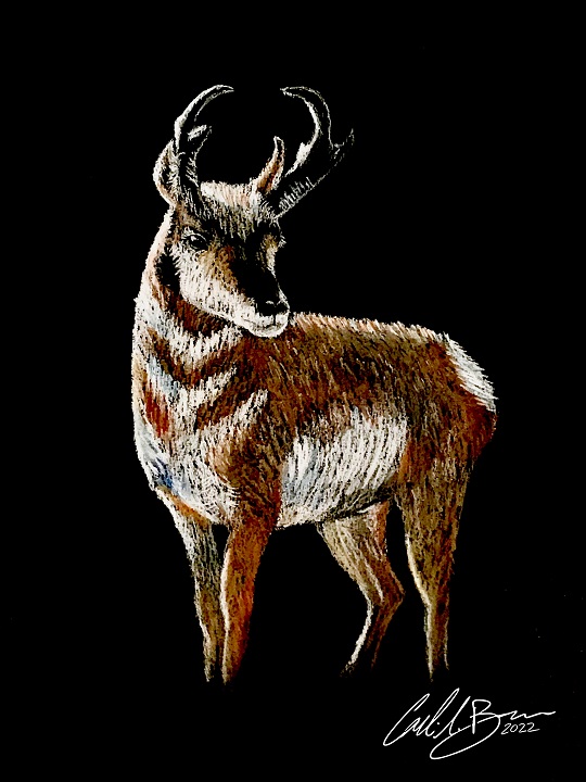 pastel drawing of a male pronghorn on black background
