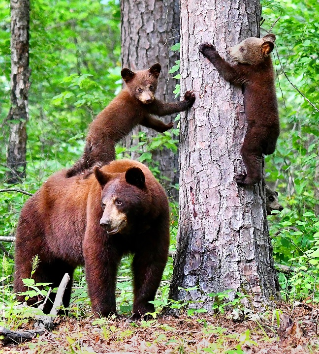 Brown mother bear standing beside tree trunk with one cub on hind legs standing on her back, front paws on tree. Second cub is climbing trunk on opposite side