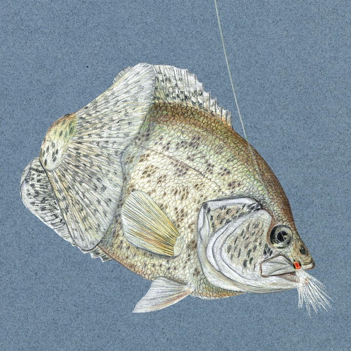 colored pencil drawing of a black crappy biting onto a lure