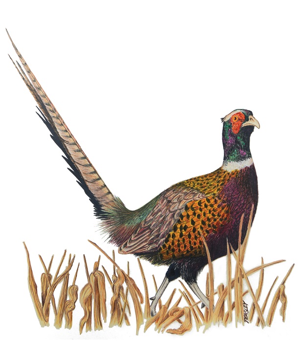 colored pencil drawing of a male ring-necked pheasant walking in dry grass, tail up.