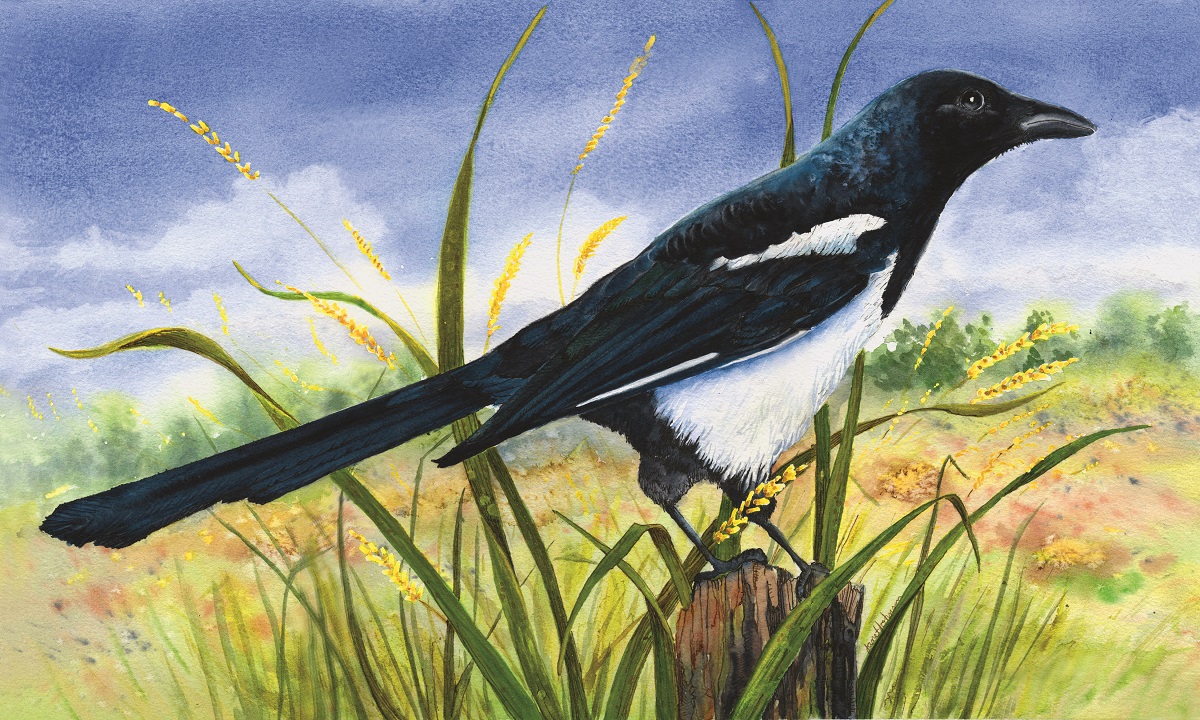 magpie stands perched on a post facing to the right. grass grows around post. background is green and yellow ground and vegetation with dark blue sky and white clouds