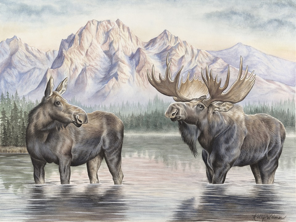 Moose cow stands on the left looking to the bull moose on the right. Both stand knee deep in water. Evergreen trees are behind the mist water's edge. Large rocky mountains loom in the distance.