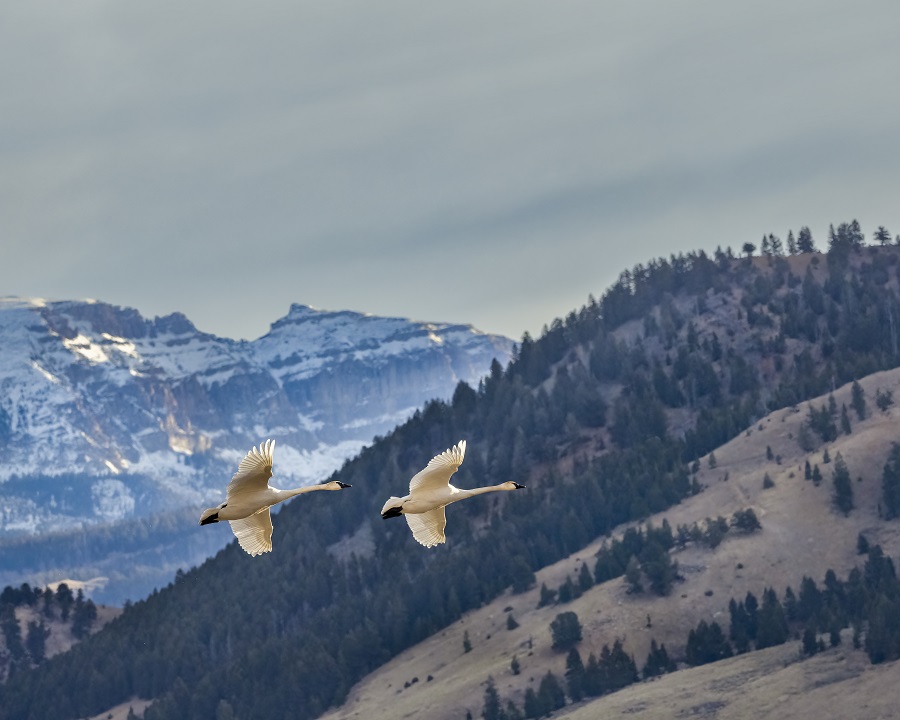 a pair of trumpeter swans fly from left to right in foreground. Behind them and far below are mountains.
