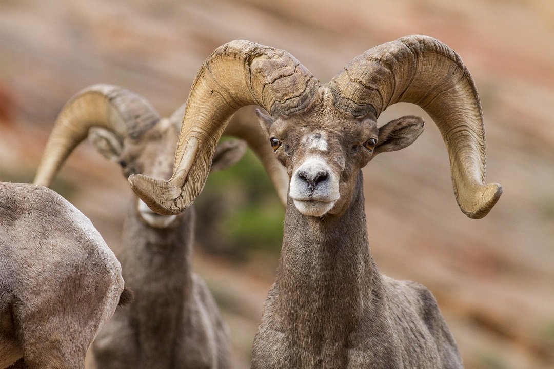 bighorn sheep ram stares into the camera. his horns cracked and chipped