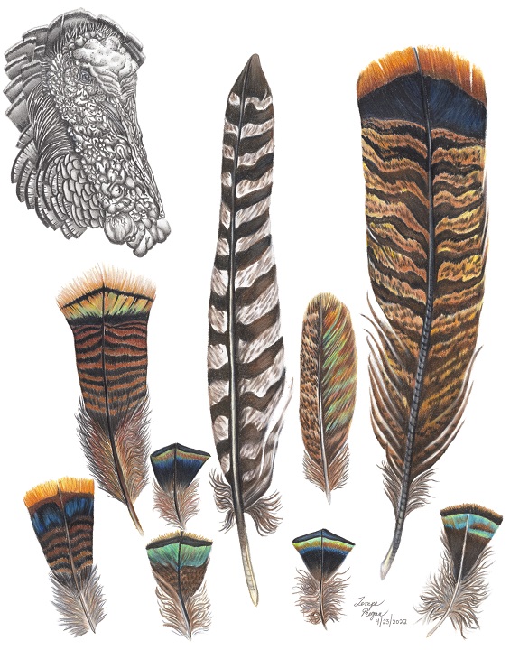 drawing of turkey head in black and white in upper left with turkey feathers in color oriented vertically on the page