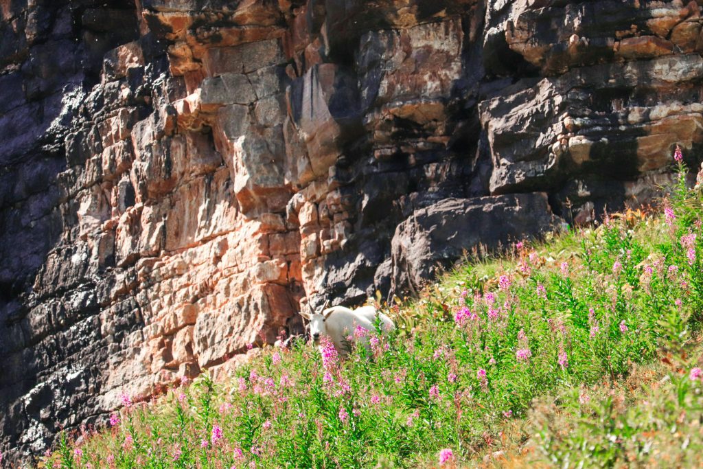 A mountain goat grazing amidst vibrant wildflowers on a rocky slope under the summer sun.